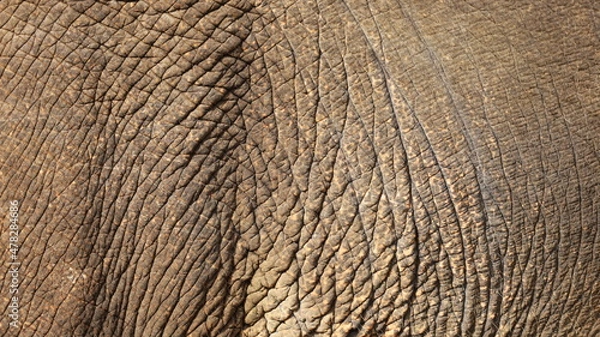 Fototapeta Elephant skin background. Selective focus