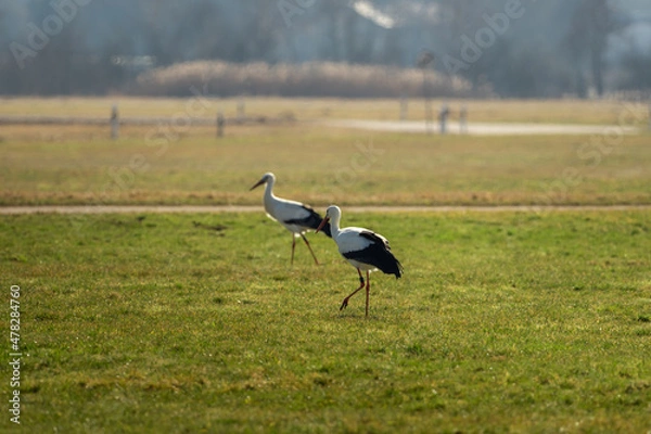 Obraz Two storks run across the green meadow