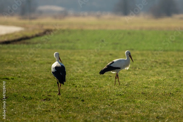 Fototapeta Two storks run across the green meadow