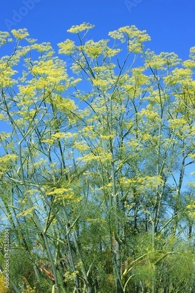 Fototapeta Fenchel