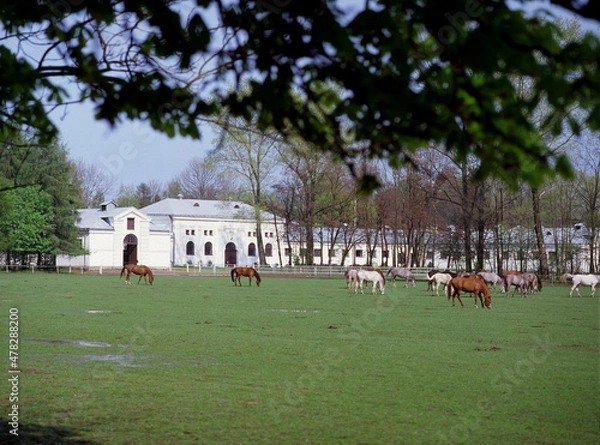 Obraz Horses in the Janow Podlaski Stud - May, 2010, Poland