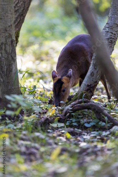 Obraz Reeves's muntjac eating