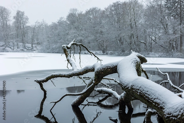 Obraz Winter in a danish forest