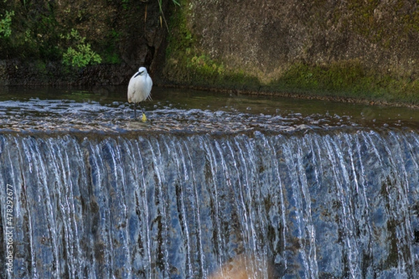 Obraz 日本の川で飛び立つシラサギ