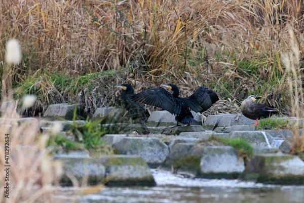 Obraz 日本で水浴びをする川鵜
