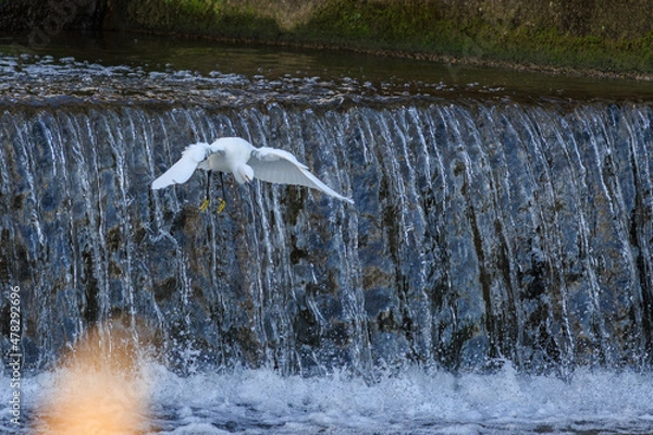 Obraz 日本の川で飛び立つシラサギ