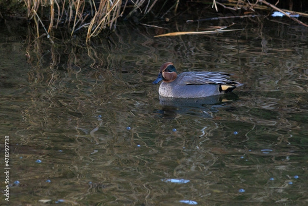 Obraz 日本で水浴びをする鴨