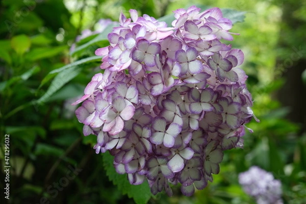 Fototapeta 紫陽花