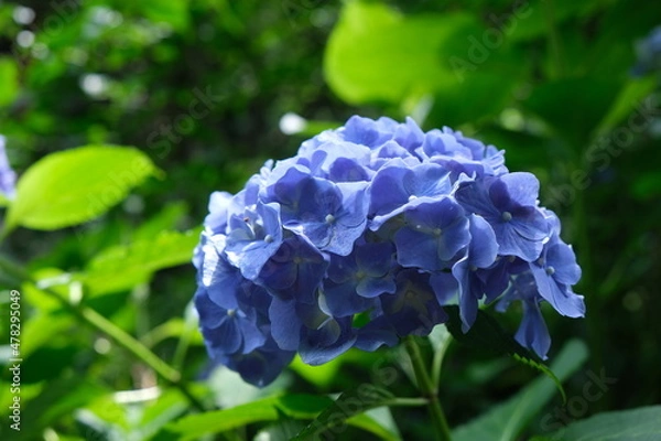 Fototapeta 紫陽花