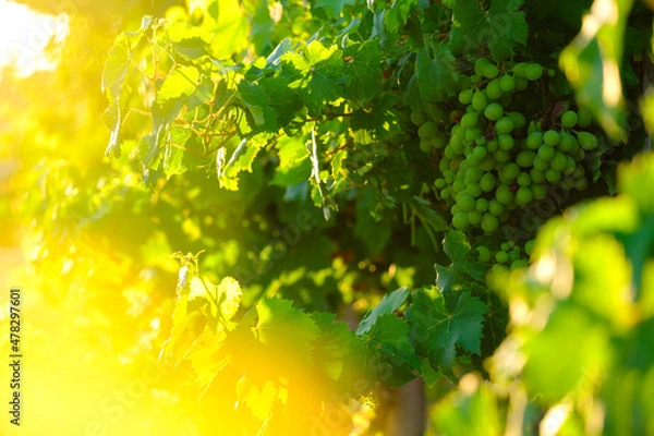 Fototapeta Grapes hiden in shadow in a grapevine