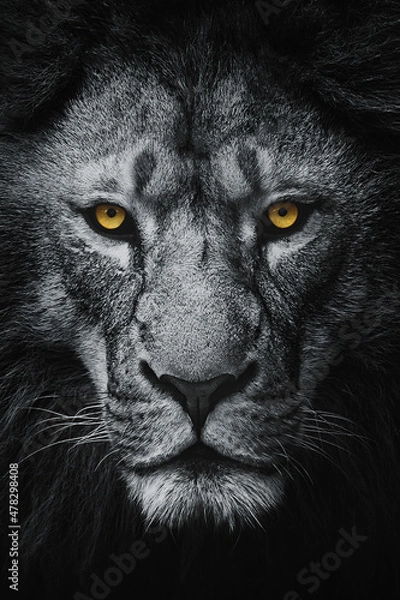 Obraz Lion (Panthera Leo Krugeri) Patrząc w kamerę, zbliżenie głowicy lwów
