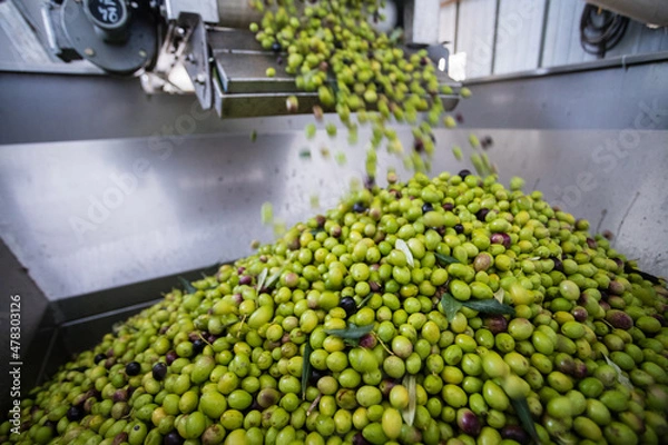 Obraz Making of extra virgin olive oil in apulia, italy	