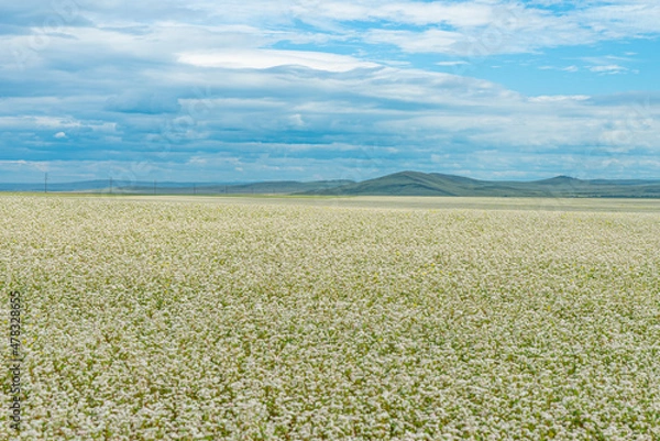 Fototapeta Buckwheat blooms in the field. Hills in the background