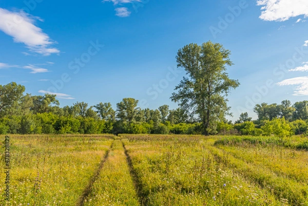 Fototapeta Large lonely tree in the field. Traces of agricultural vehicles on the grass. Summer landscape