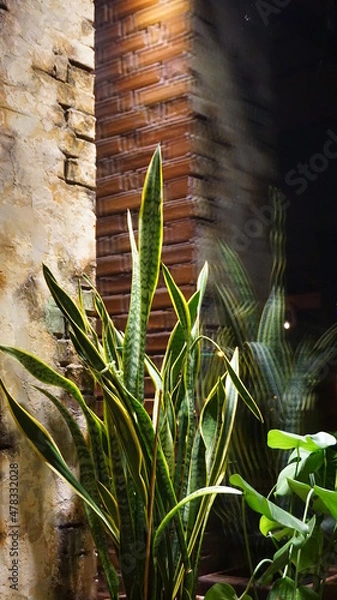 Obraz Sansevieria of evergreen perennial herbaceous plants in a cafe in a bar against a brick wall