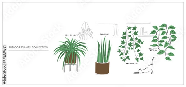 Obraz House plants collection set. Indoor plants with purifying air. Hand drawn vector art cartoon doodle | Spider Plants, Snake Plants, Ivy, Pathos in a room. 