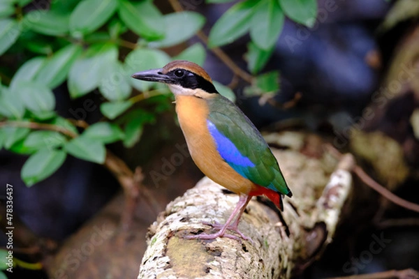 Obraz Mangrove Pitta