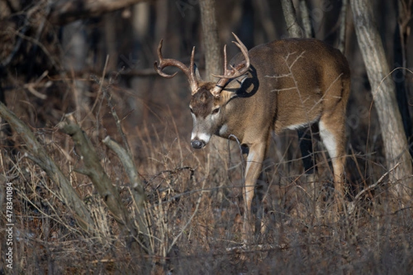 Fototapeta deer in the woods