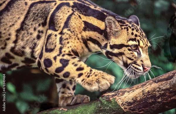 Obraz A beautifully spotted Clouded leopard prowling through the forest.