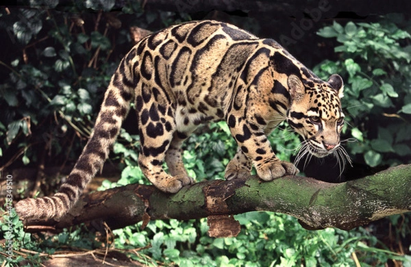 Obraz A beautifully spotted Clouded leopard prowling through the forest.