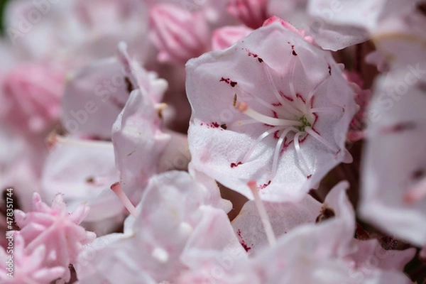 Fototapeta Mountain Laurel Blooming in the Appalachian Spring