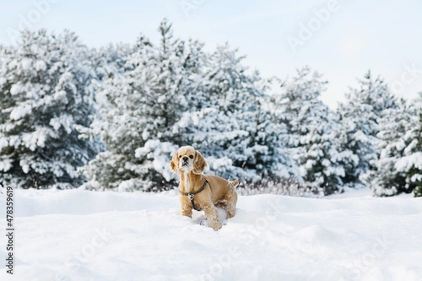 Fototapeta American cocker spaniel in winter forest. Pine forest in the background.