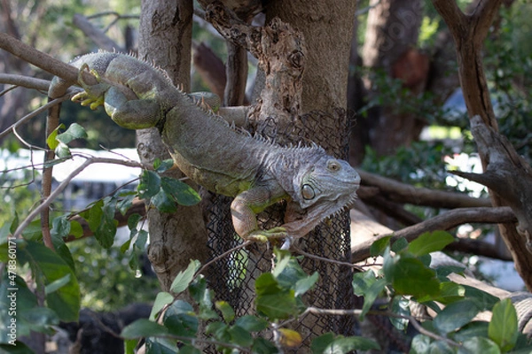 Fototapeta 
Close up Green Iguana on the Tree