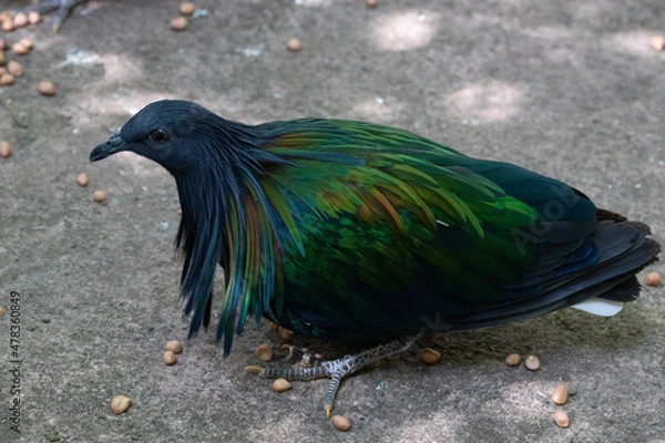 Fototapeta Close up Nicobar Pigeon, Nicobar Dove
