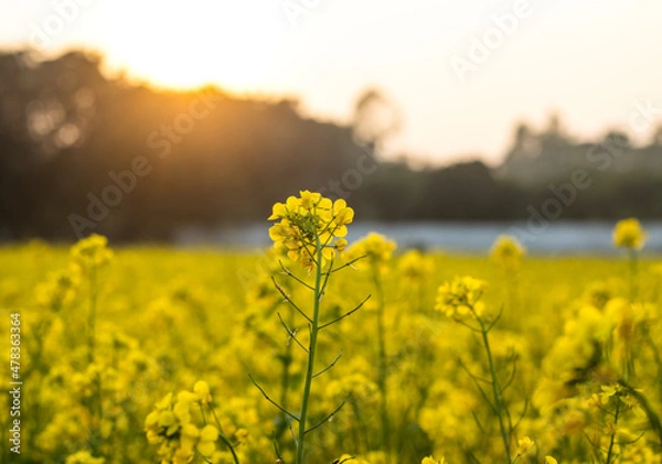Fototapeta Selective view of yellow mustard flower inside of an agricultural field in the evening