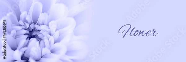 Fototapeta Toned with Very Peri color Close up chrysanthemum white Flower and blurred. Horizontal banner with empty copyspace with text Flower as example. Postcard and wallpaper Design.