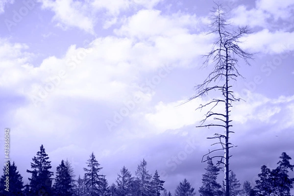 Fototapeta Toned with Very Peri color high dead tree over smaller forest on the background of cloudy blue sky. Nature. Horizontal. Minimalism