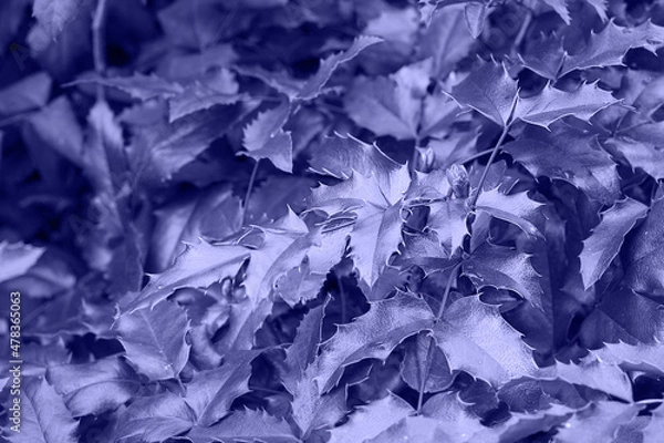 Fototapeta Toned with Very Peri Holly berry leaves on light, Christmas flora in dark mood colors