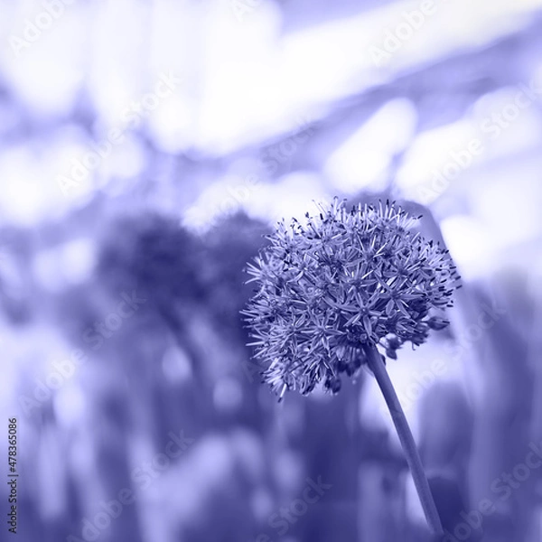 Fototapeta Toned with Very Peri Giant Onion Allium Giganteum blooming. Selective focus.