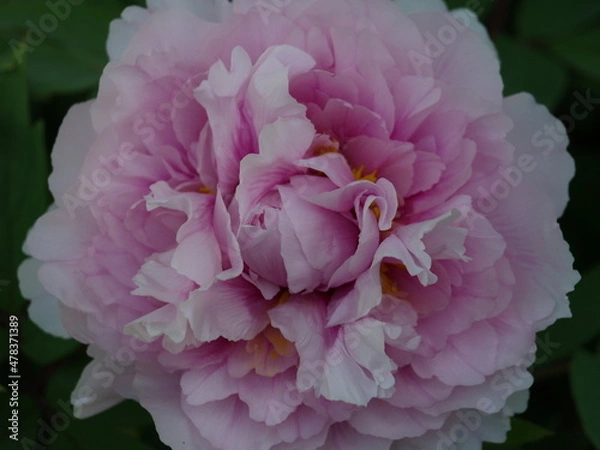 Fototapeta OLYMPUS DIGITAL CAMERA