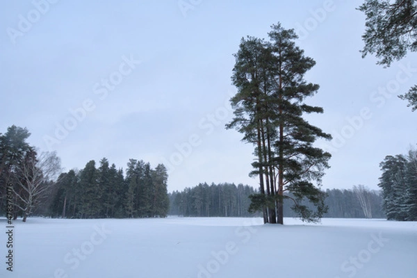 Obraz Winter weather in the forest.
