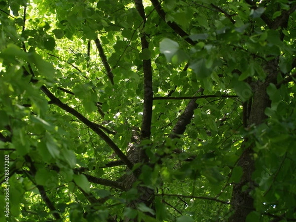 Fototapeta OLYMPUS DIGITAL CAMERA