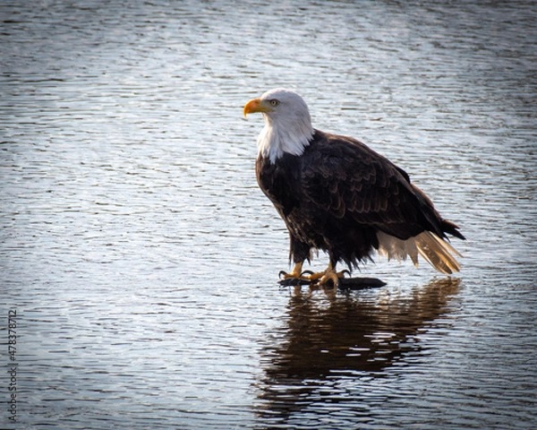 Obraz american bald eagle