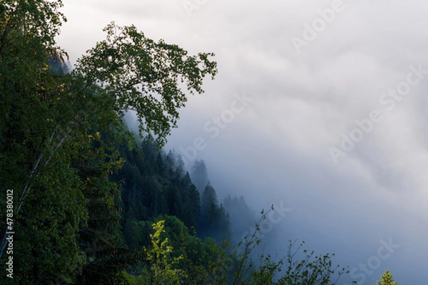 Fototapeta A tree dominates the forest above the clouds towards Chamonix in the Mont Blanc massif in Europe, in France, in the Alps, towards Chamonix, in summer, on a sunny day.