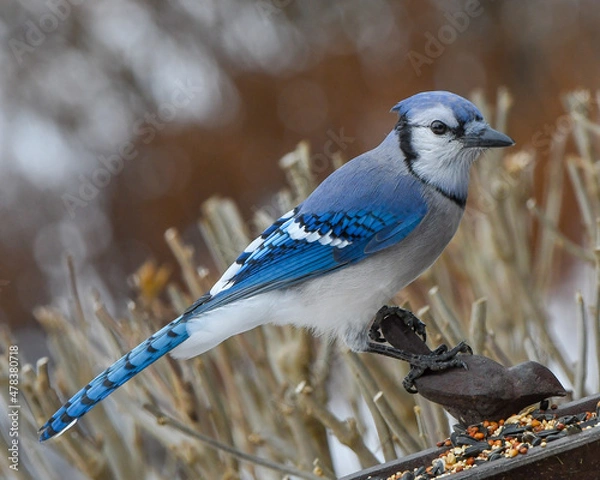 Obraz blue jay on a branch