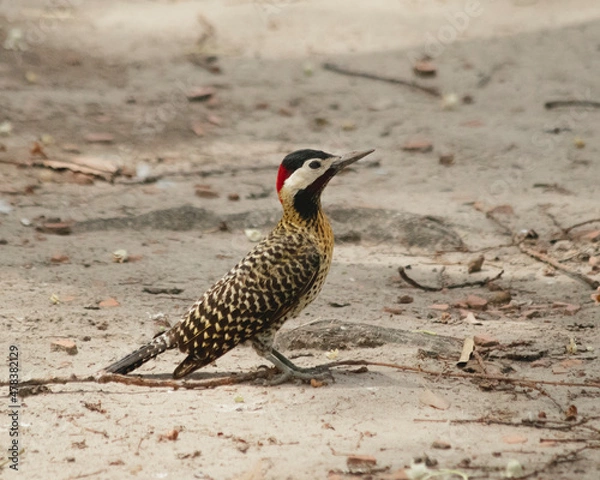 Obraz Tiny woodpecker