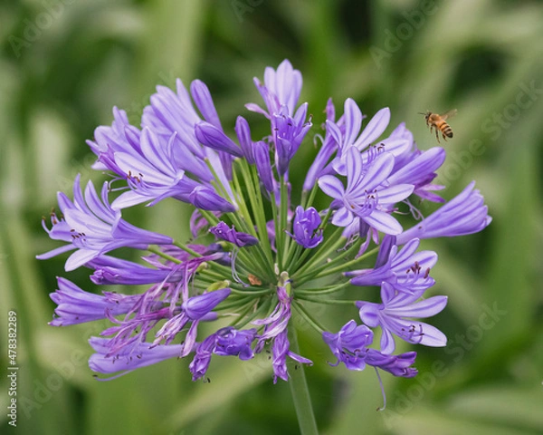 Obraz Violet flowers