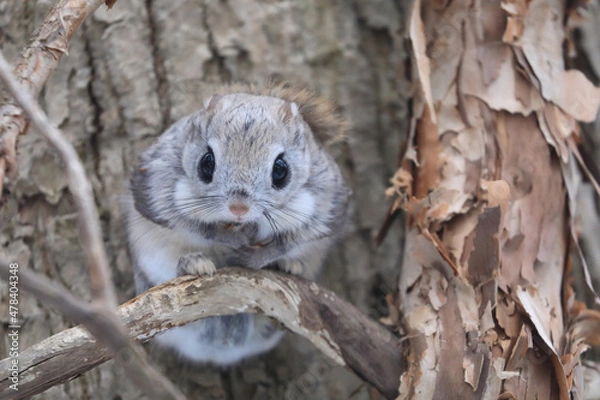 Fototapeta 【北海道】エゾモモンガ