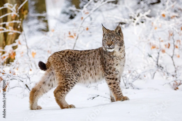 Obraz Lynx in winter. Young Eurasian lynx, Lynx lynx, walks in snowy beech forest. Beautiful wild cat in nature. Cute animal with spotted orange fur. Beast of prey in frosty day. Predator in habitat.