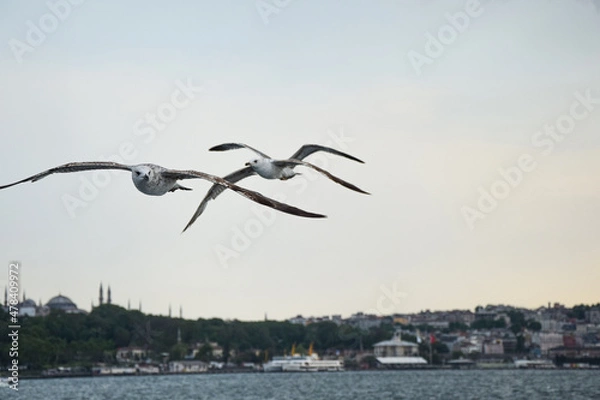 Obraz two seagulls in flight