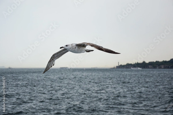 Obraz seagull in flight