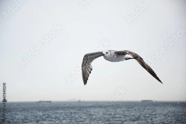 Obraz seagull in flight
