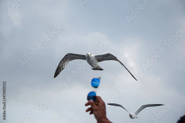 Obraz seagull in flight