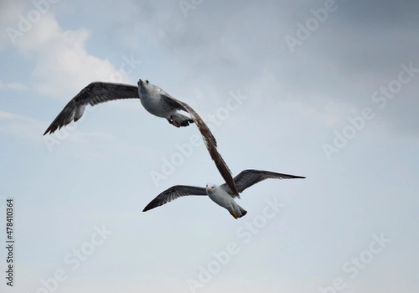 Obraz two seagulls in flight