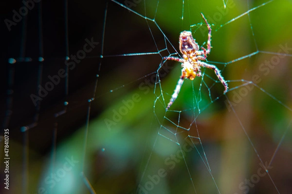Fototapeta spider on web