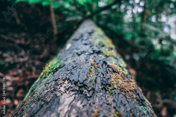 Fototapeta moss on the tree
